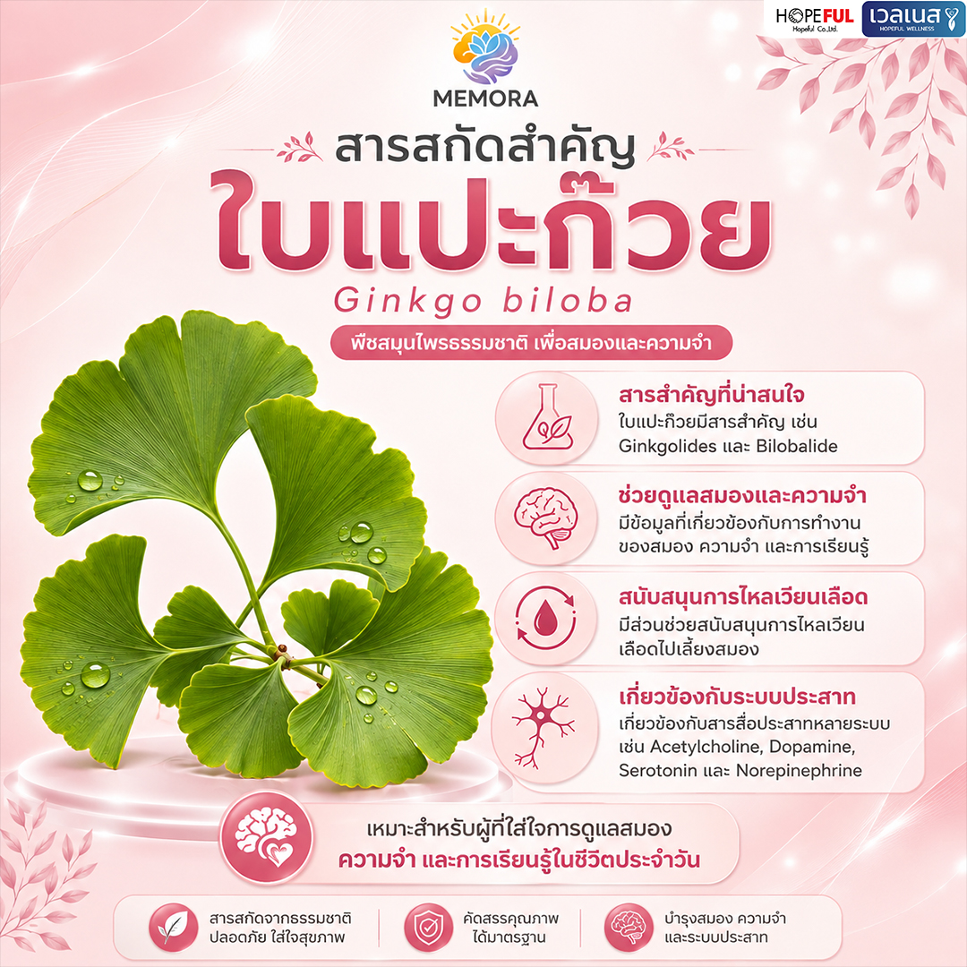 ใบแปะก๊วย ส่วนประกอบใน MEMORA เม็มโมร่า